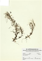 藏品(闊柱柳葉菜)的圖片